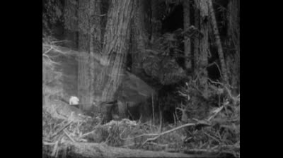 Las aventuras de Superman-1x23 La mujer lobo